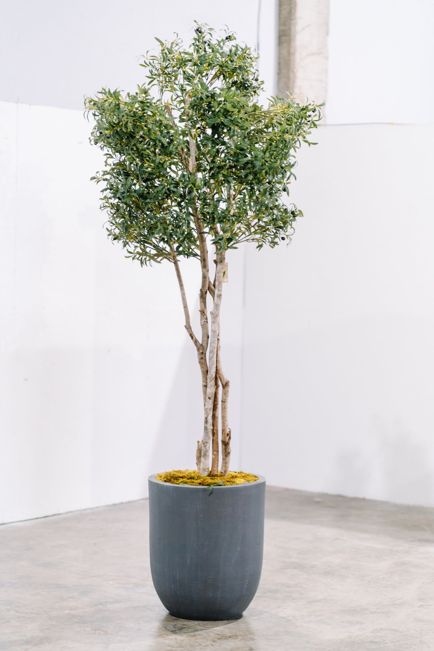 8.5' Olive Tree, Potted