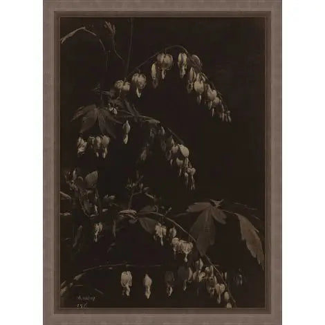 A Bleeding Heart