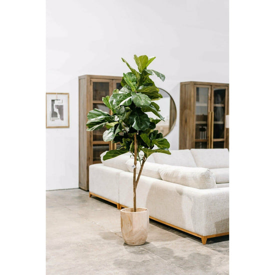 7' Fiddle Leaf Fig, Unpotted